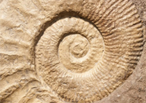 210_fossile