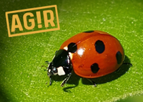 210_ladybug